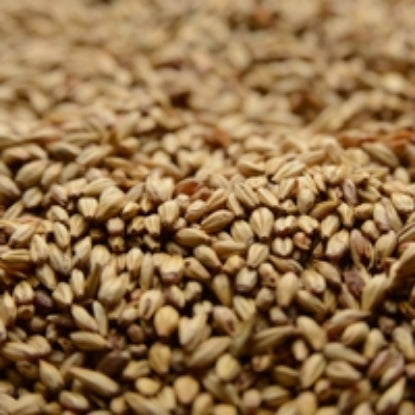 Briess Caramel 20L Malt - 10 lb Bag - Golden Hue & Sweetness