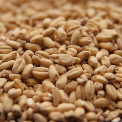 Rahr Raw White Wheat Malt - 10 lb Bag Premium Brewing Grain