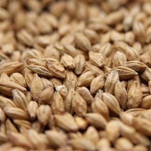 Weyermann® Floor-Malted Bohemian Pilsner - 10 lb Bag