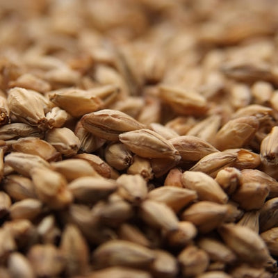 Weyermann® Munich Type 1 Light Specialty Malt - 10 lb Bag