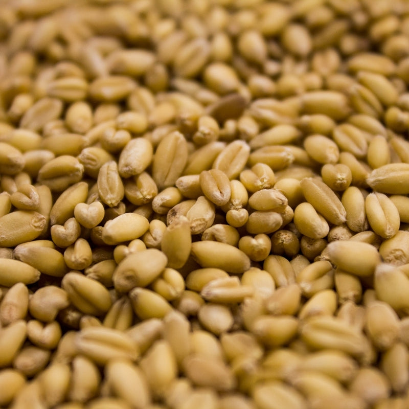 55lb Rahr Unmalted White Wheat Raw Grain