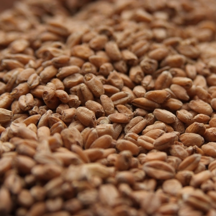 10lb Rahr Red Wheat Malt