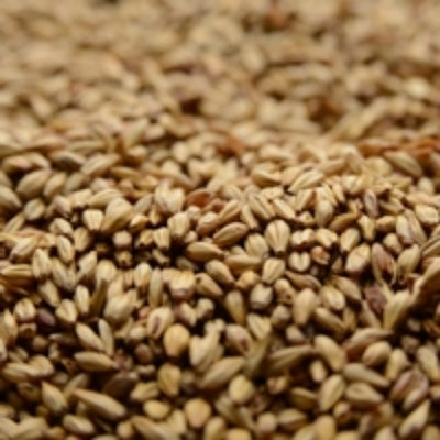 Briess Caramel 20L Malt - 10 lb Bag - Golden Hue & Sweetness