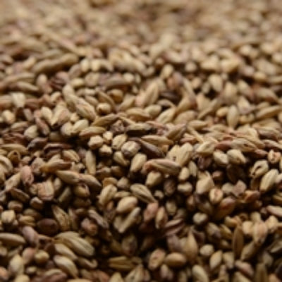 Briess Victory® Specialty Malt - 10 lb Bag for Toasted Malt Aroma