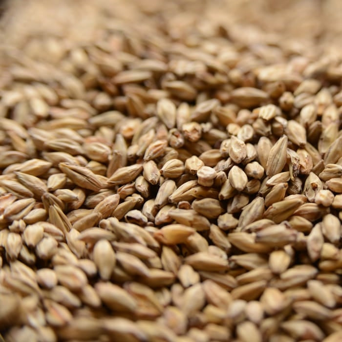 Gambrinus Honey Malt - 10 lb Bag for Intense Malt Sweetness