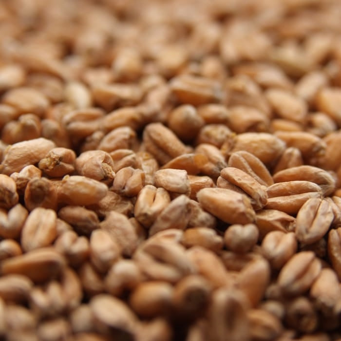 55lb Weyermann Oak Smoked Wheat Malt - Superior Quality, Uniquely Smoky Flavor