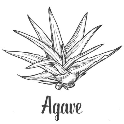 Agave Syrup 1A 285kg Drum