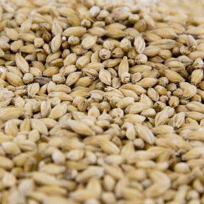 Gambrinus Pilsen Malt - 55 lb Bulk Bag Premium Canadian Base Malt