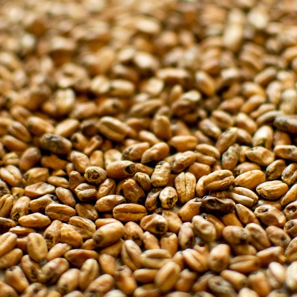 55lb Dingemans Toasted Wheat