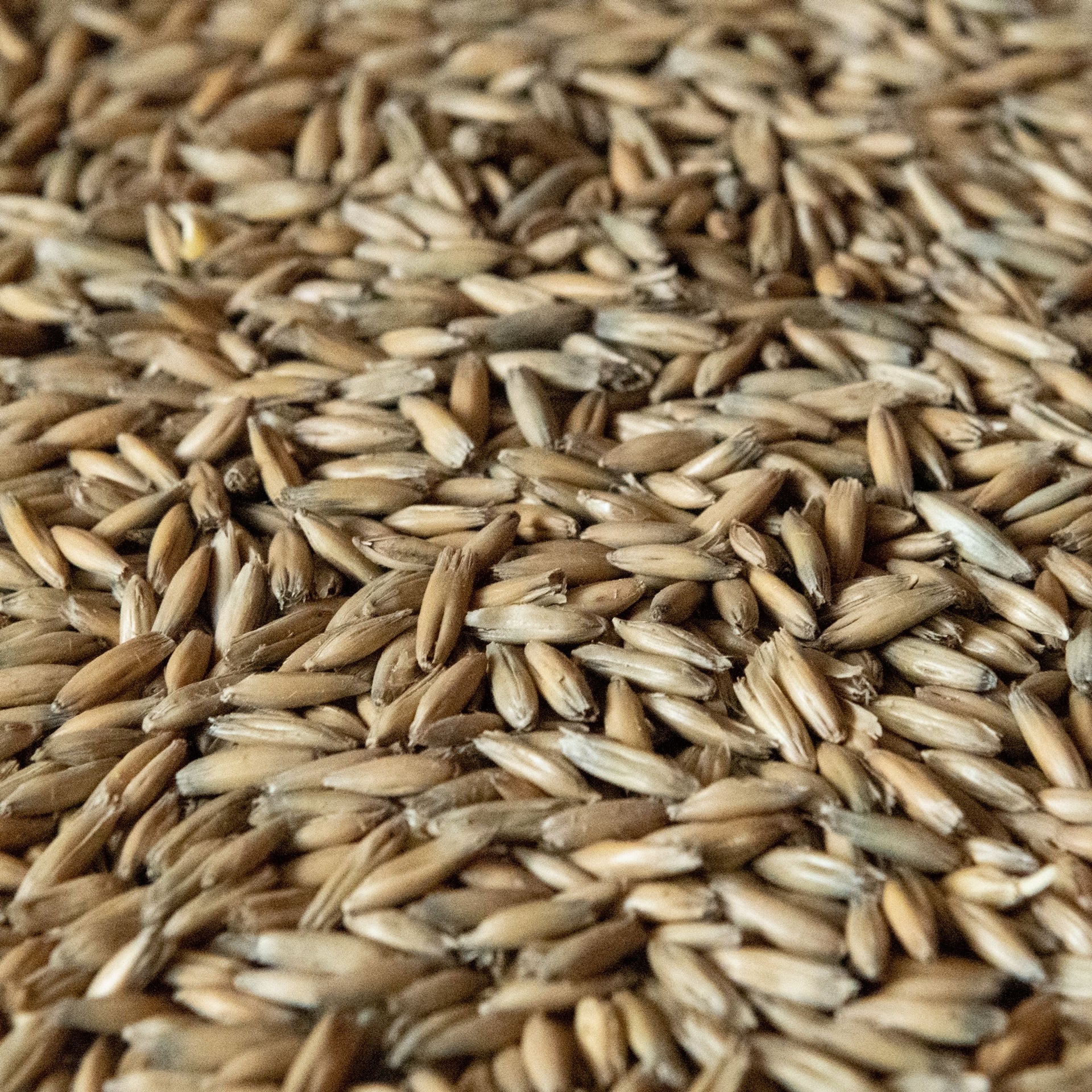 Rahr Malted Oats 55lb