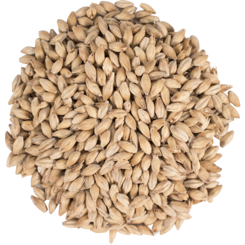 Golden Promise Base Malt