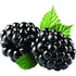 Blackberry Fruite Puree 49oz Can