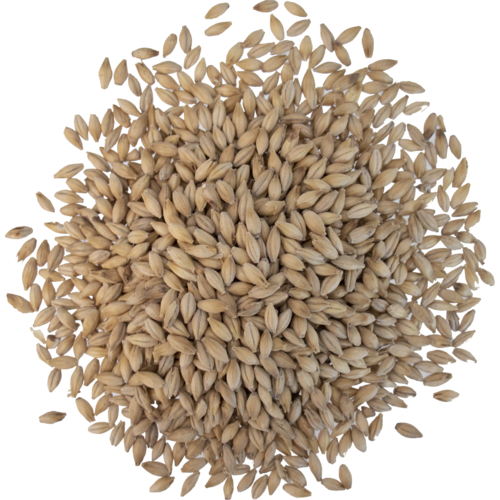 Crisp Number 19 Maris Otter Floor Malted Malt - UK Premium Pale Ale Base Brewing