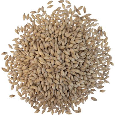 Crisp Number 19 Maris Otter Floor Malted Malt - UK Premium Pale Ale Base Brewing